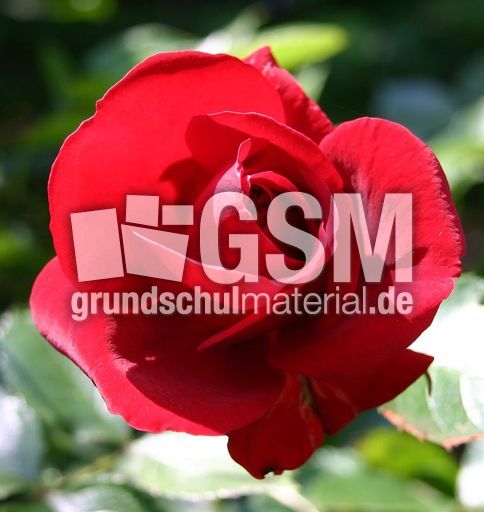 Rose-erblueht-4.jpg